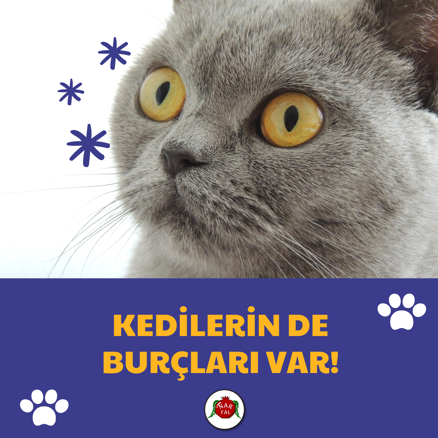 KEDİLERİN DE BURÇLARI VAR!