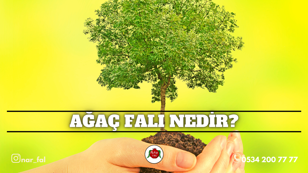 Ağaç Falı Bak, Ağaç Falı Bakı, Ağaç Falı Baktır, Ağaç Falı Bakan, Ağaç Falı Baktıran, Ağaç Falı Baktıranlar, Ağaç Falı Bakanlar, Ağaç Falı Bakım, Ağaç Falı Bakma, Ağaç Falı bakmak